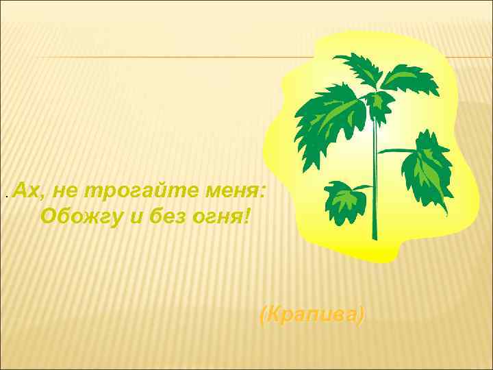 . Ах, не трогайте меня: Обожгу и без огня! (Крапива) 