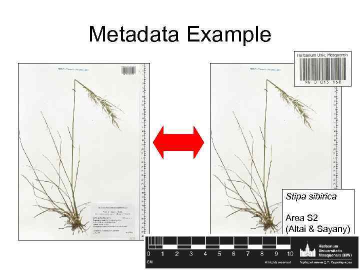 Metadata Example Stipa sibirica Area S 2 (Altai & Sayany) 
