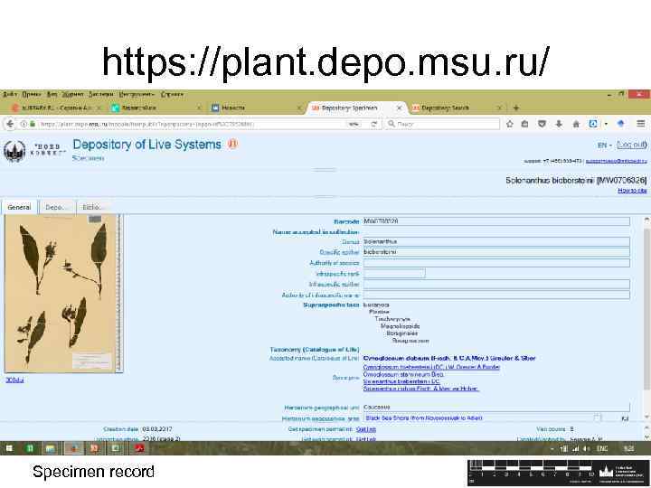 https: //plant. depo. msu. ru/ Specimen record 