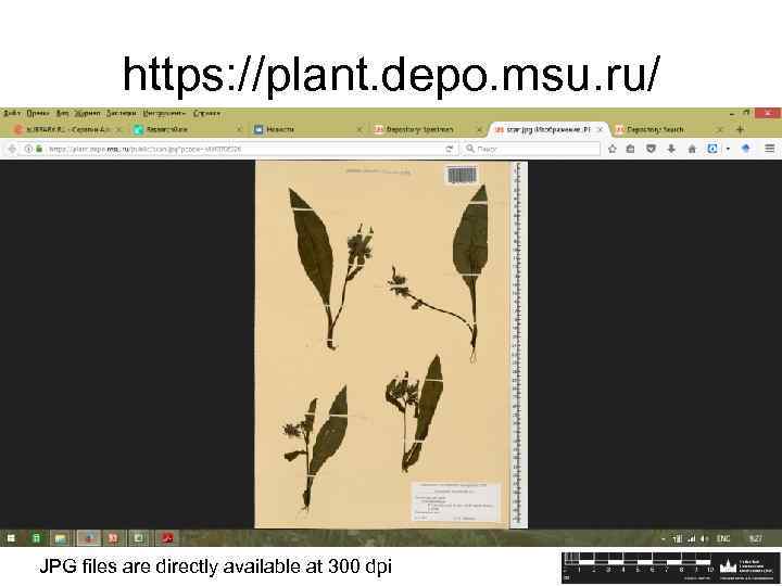 https: //plant. depo. msu. ru/ JPG files are directly available at 300 dpi 