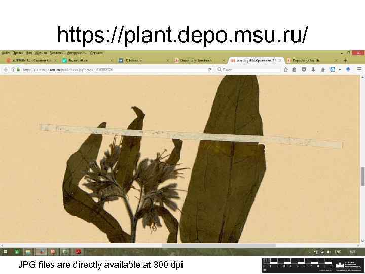 https: //plant. depo. msu. ru/ JPG files are directly available at 300 dpi 