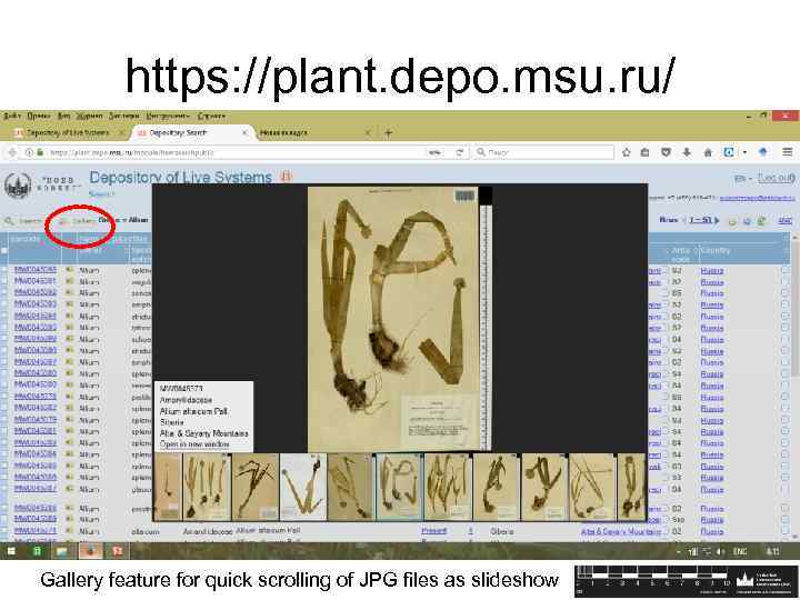 https: //plant. depo. msu. ru/ Gallery feature for quick scrolling of JPG files as