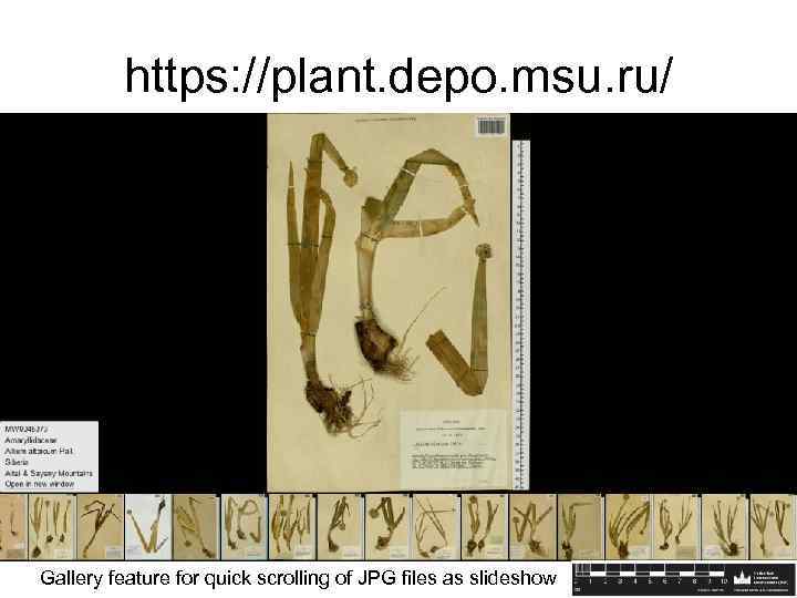 https: //plant. depo. msu. ru/ Gallery feature for quick scrolling of JPG files as