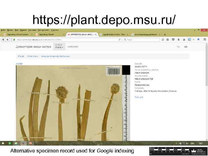https: //plant. depo. msu. ru/ Alternative specimen record used for Google indexing 