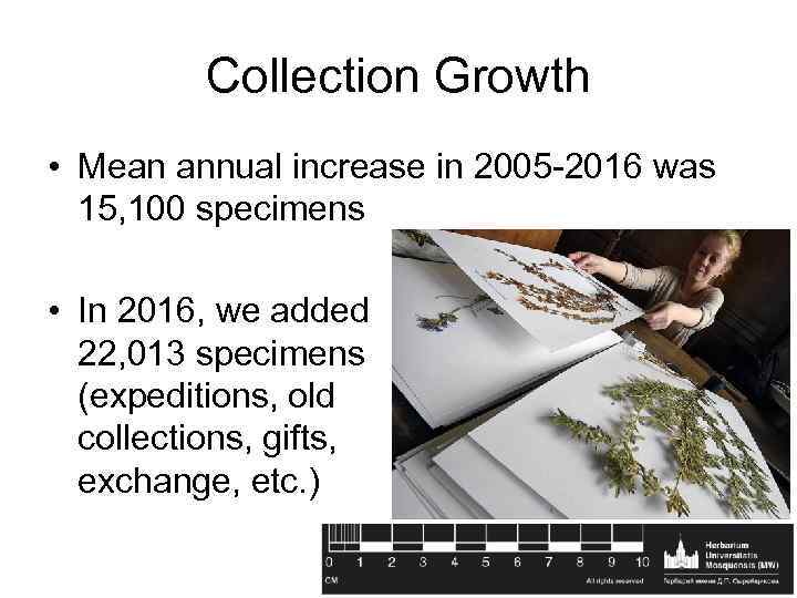 Collection Growth • Mean annual increase in 2005 -2016 was 15, 100 specimens •