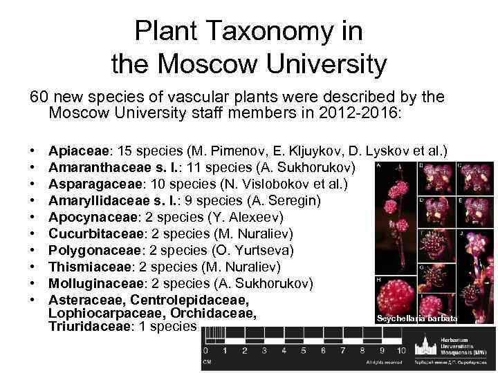 Plant Taxonomy in the Moscow University 60 new species of vascular plants were described