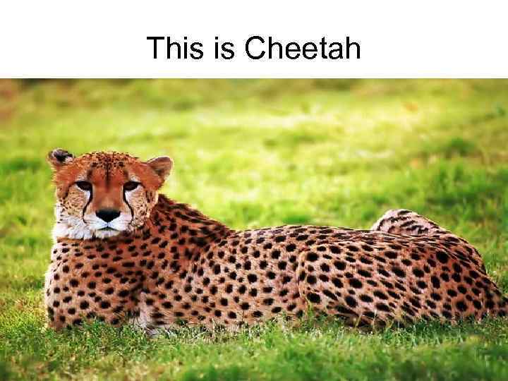 This is Cheetah 