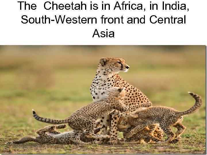 The Cheetah is in Africa, in India, South-Western front and Central Asia 