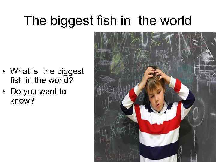 The biggest fish in the world • What is the biggest fish in the