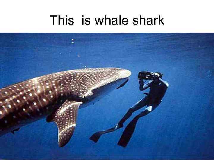 This is whale shark 