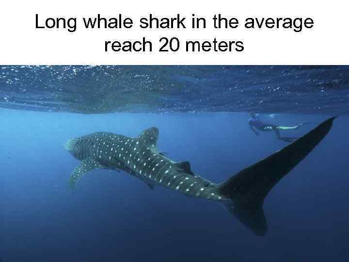 Long whale shark in the average reach 20 meters 