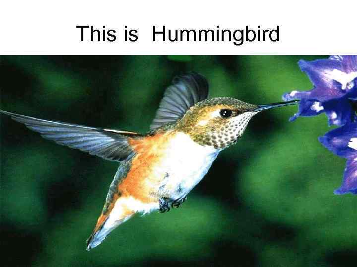 This is Hummingbird 