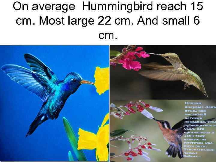 On average Hummingbird reach 15 cm. Most large 22 cm. And small 6 cm.