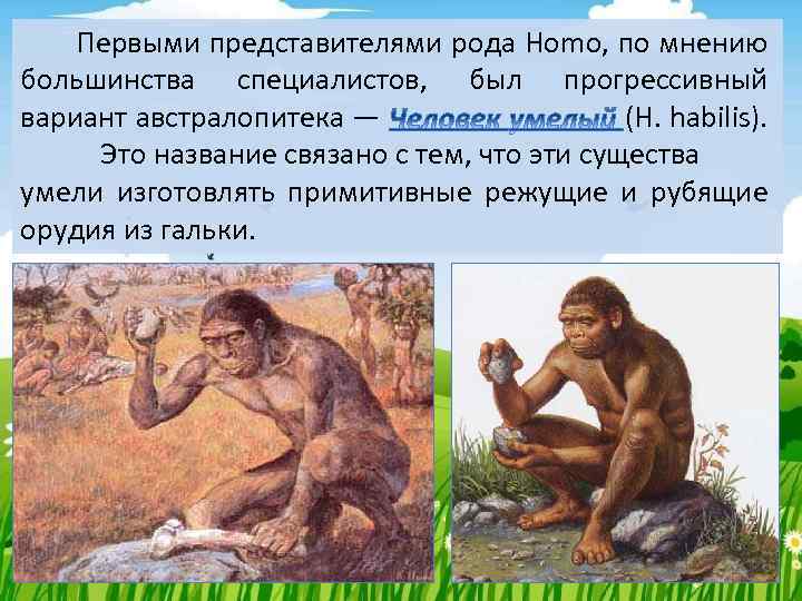 Род людей homo