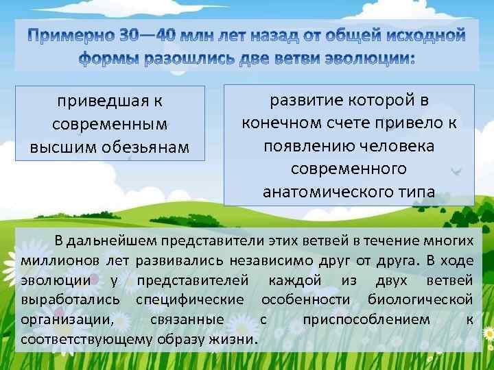 приведшая к современным высшим обезьянам развитие которой в конечном счете привело к появлению человека