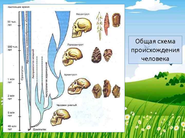 Формы жизни схема