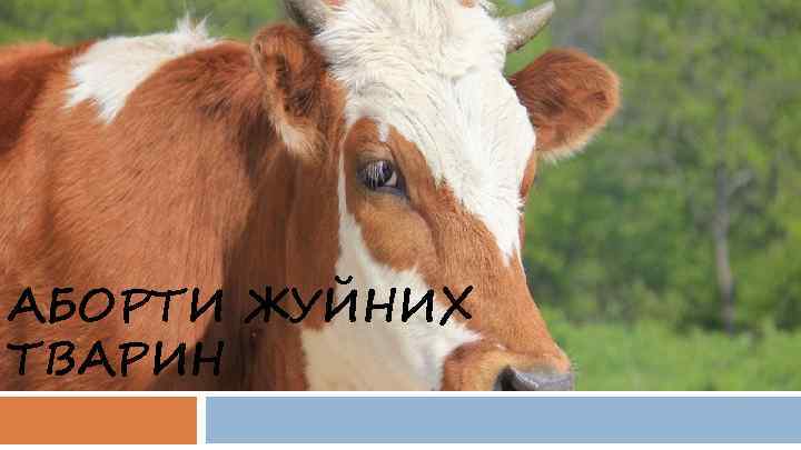 АБОРТИ ЖУЙНИХ ТВАРИН 