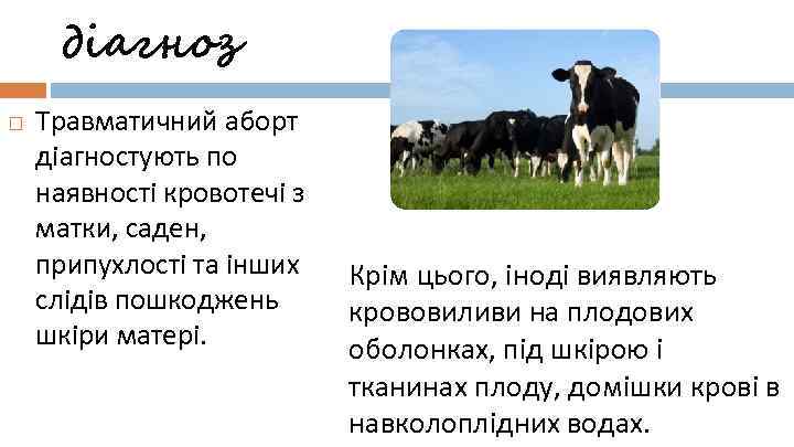 діагноз Травматичний аборт діагностують по наявності кровотечі з матки, саден, припухлості та інших слідів