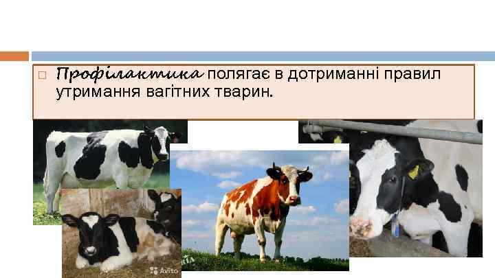  Профілактика полягає в дотриманні правил утримання вагітних тварин. 