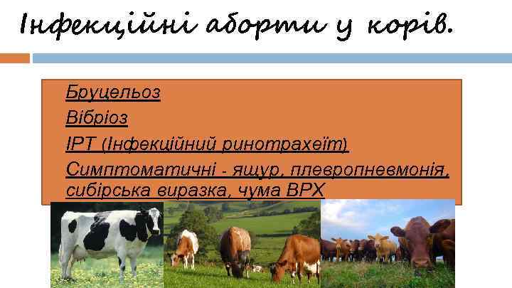 Інфекційні аборти у корів. Бруцельоз Вібріоз ІРТ (Інфекційний ринотрахеїт) Симптоматичні - ящур, плевропневмонія, сибірська