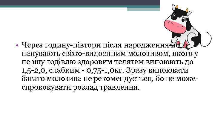  • Через годину-півтори після народження його напувають свіжо-видоєнним молозивом, якого у першу годівлю