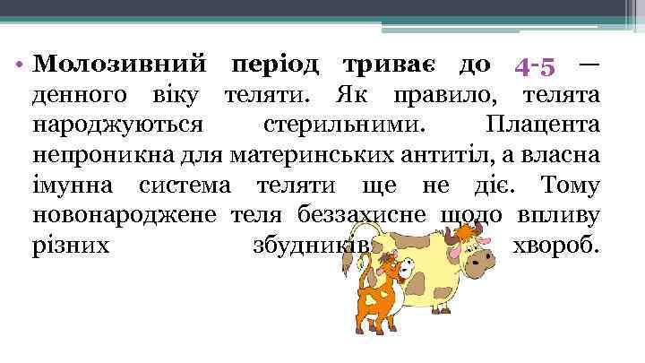  • Молозивний період триває до 4 -5 — денного віку теляти. Як правило,
