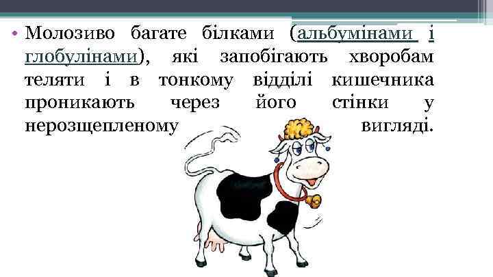  • Молозиво багате білками (альбумінами і глобулінами), які запобігають хворобам теляти і в