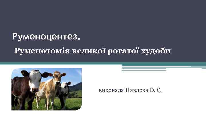 Руменоцентез. Руменотомія великої рогатої худоби виконала Павлова О. С. 