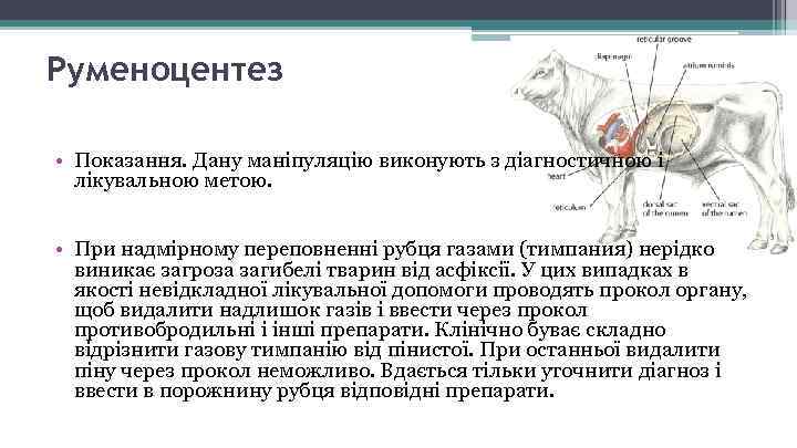 Руменоцентез • Показання. Дану маніпуляцію виконують з діагностичною і лікувальною метою. • При надмірному