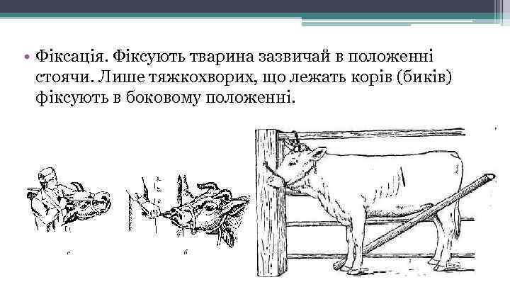  • Фіксація. Фіксують тварина зазвичай в положенні стоячи. Лише тяжкохворих, що лежать корів