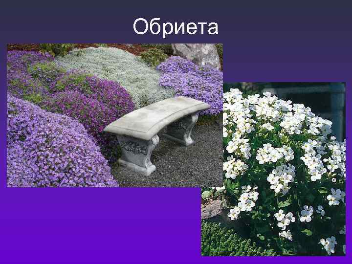 Обриета 