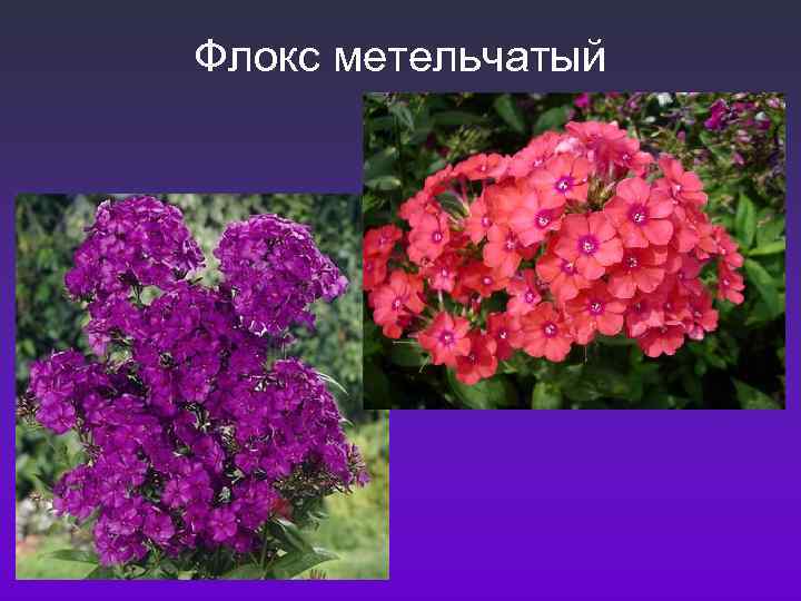 Флокс метельчатый 