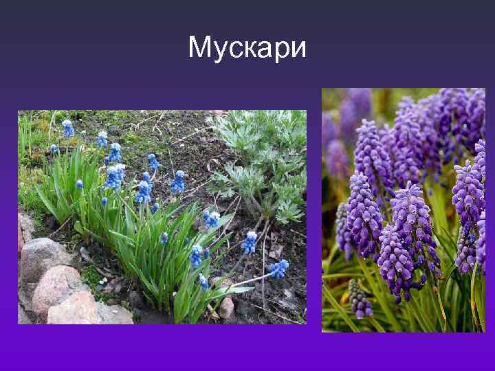 Мускари 