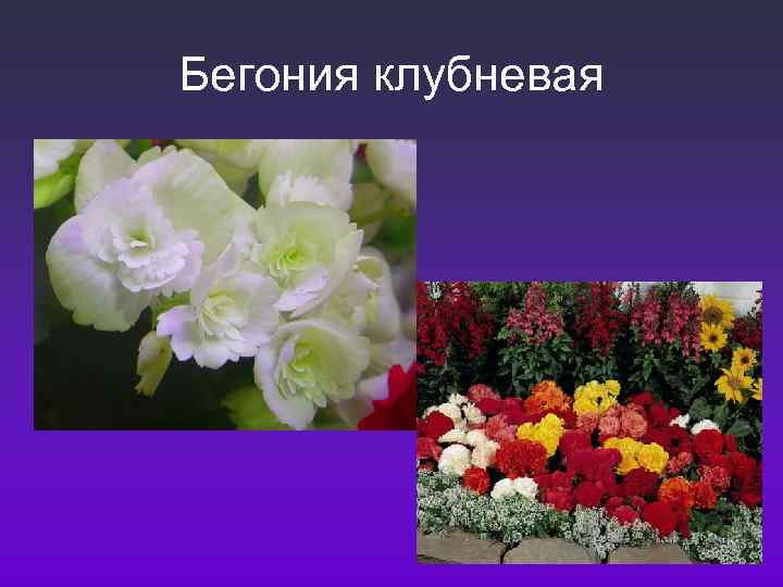 Бегония клубневая 