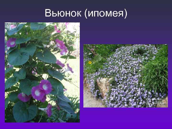 Вьюнок (ипомея) 