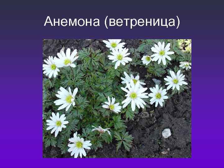 Анемона (ветреница) 