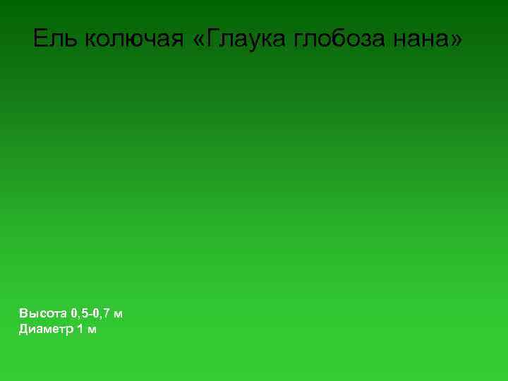Ель колючая «Глаука глобоза нана» Высота 0, 5 -0, 7 м Диаметр 1 м