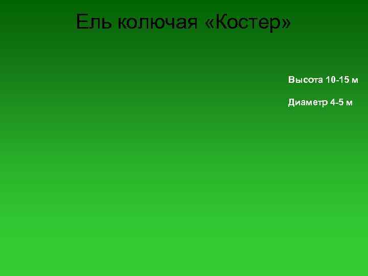 Ель колючая «Костер» Высота 10 -15 м Диаметр 4 -5 м 