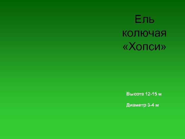 Ель колючая «Хопси» Высота 12 -15 м Диаметр 3 -4 м 