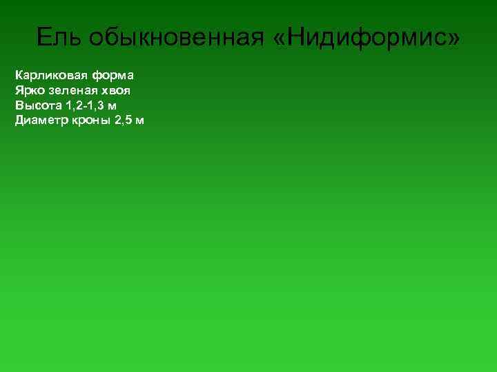 Ель обыкновенная «Нидиформис» Карликовая форма Ярко зеленая хвоя Высота 1, 2 -1, 3 м