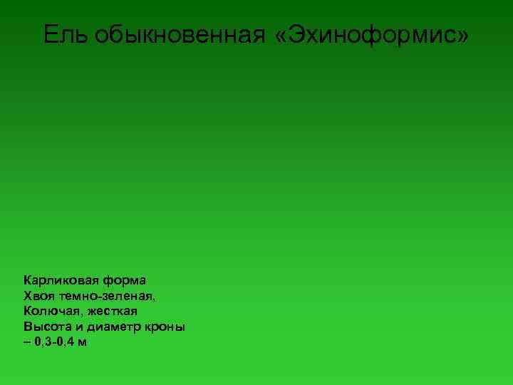Ель обыкновенная «Эхиноформис» Карликовая форма Хвоя темно-зеленая, Колючая, жесткая Высота и диаметр кроны –