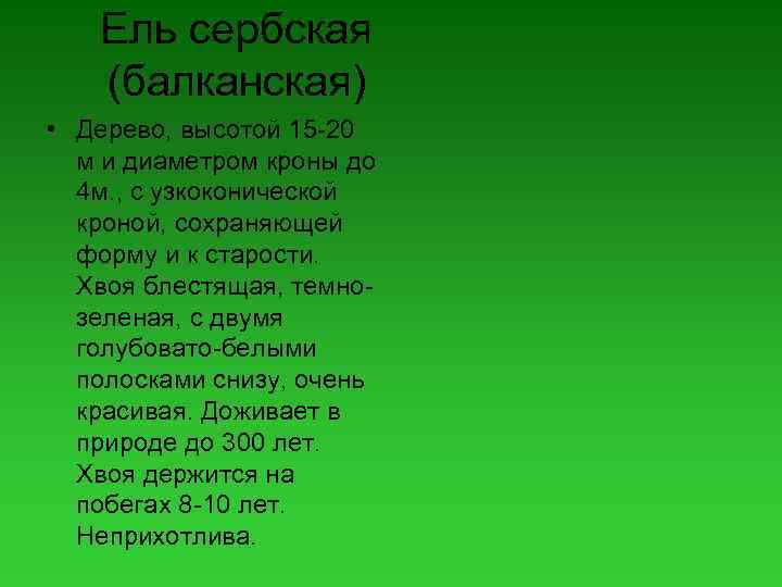 Ель сербская (балканская) • Дерево, высотой 15 -20 м и диаметром кроны до 4