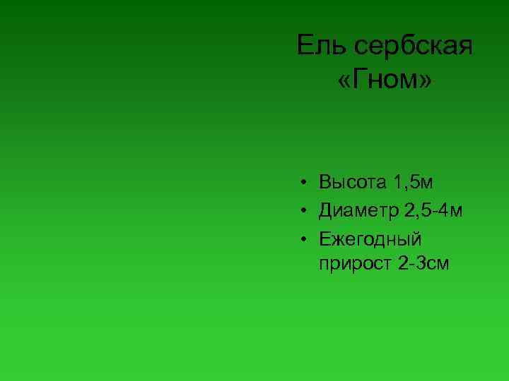 Ель сербская «Гном» • Высота 1, 5 м • Диаметр 2, 5 -4 м