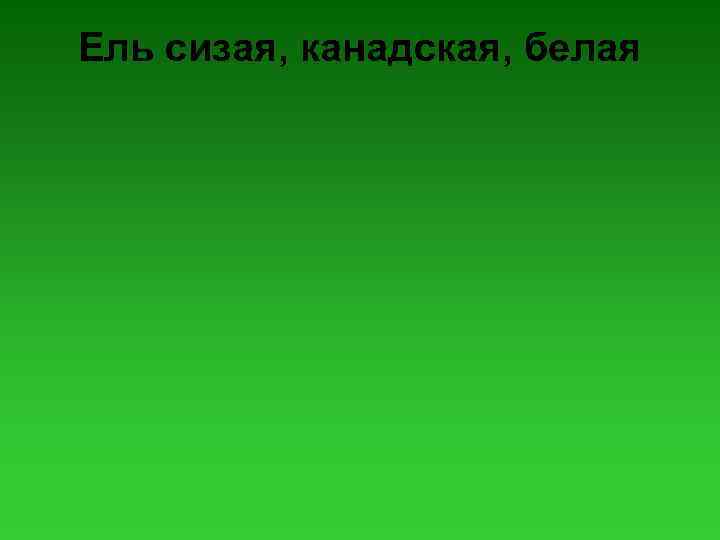 Ель сизая, канадская, белая 