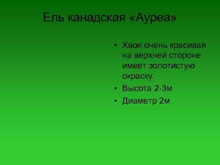 Ель канадская «Ауреа» • Хвоя очень красивая на верхней стороне имеет золотистую окраску. •