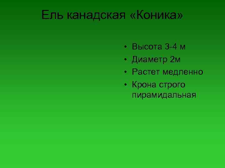 Ель канадская «Коника» • • Высота 3 -4 м Диаметр 2 м Растет медленно