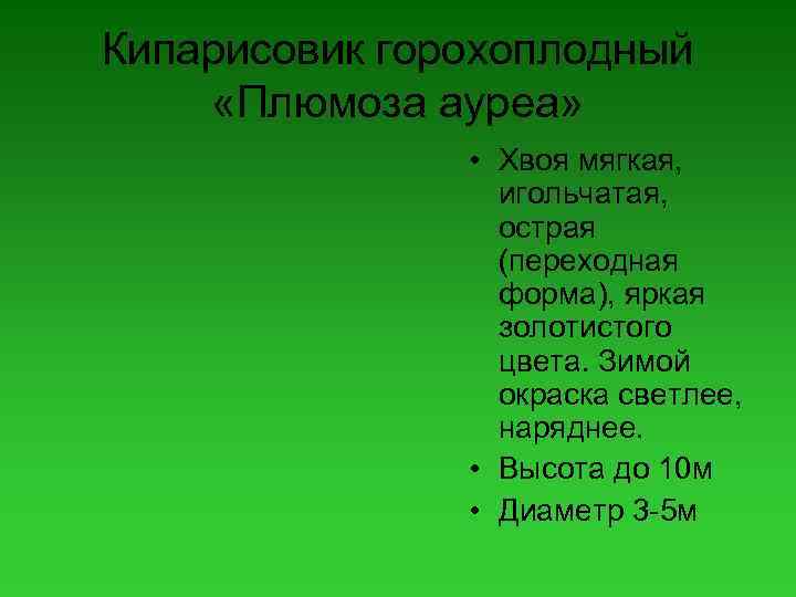 Кипарисовик горохоплодный «Плюмоза ауреа» • Хвоя мягкая, игольчатая, острая (переходная форма), яркая золотистого цвета.