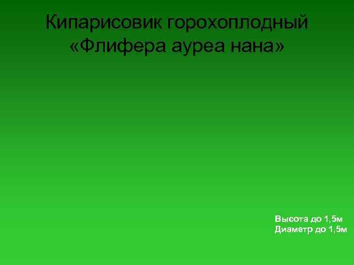 Кипарисовик горохоплодный «Флифера ауреа нана» Высота до 1, 5 м Диаметр до 1, 5