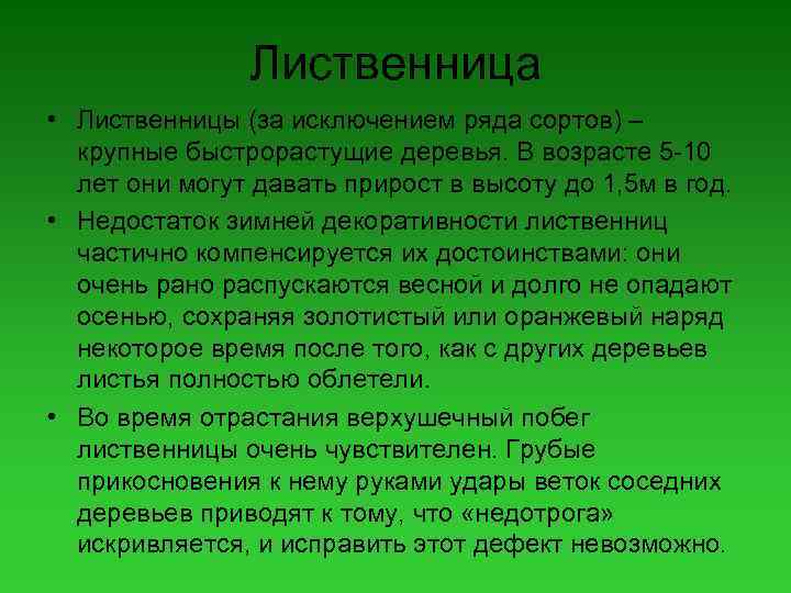 Лиственница • Лиственницы (за исключением ряда сортов) – крупные быстрорастущие деревья. В возрасте 5