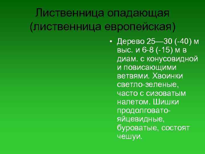 Лиственница опадающая (лиственница европейская) • Дерево 25— 30 (-40) м выс. и 6 -8